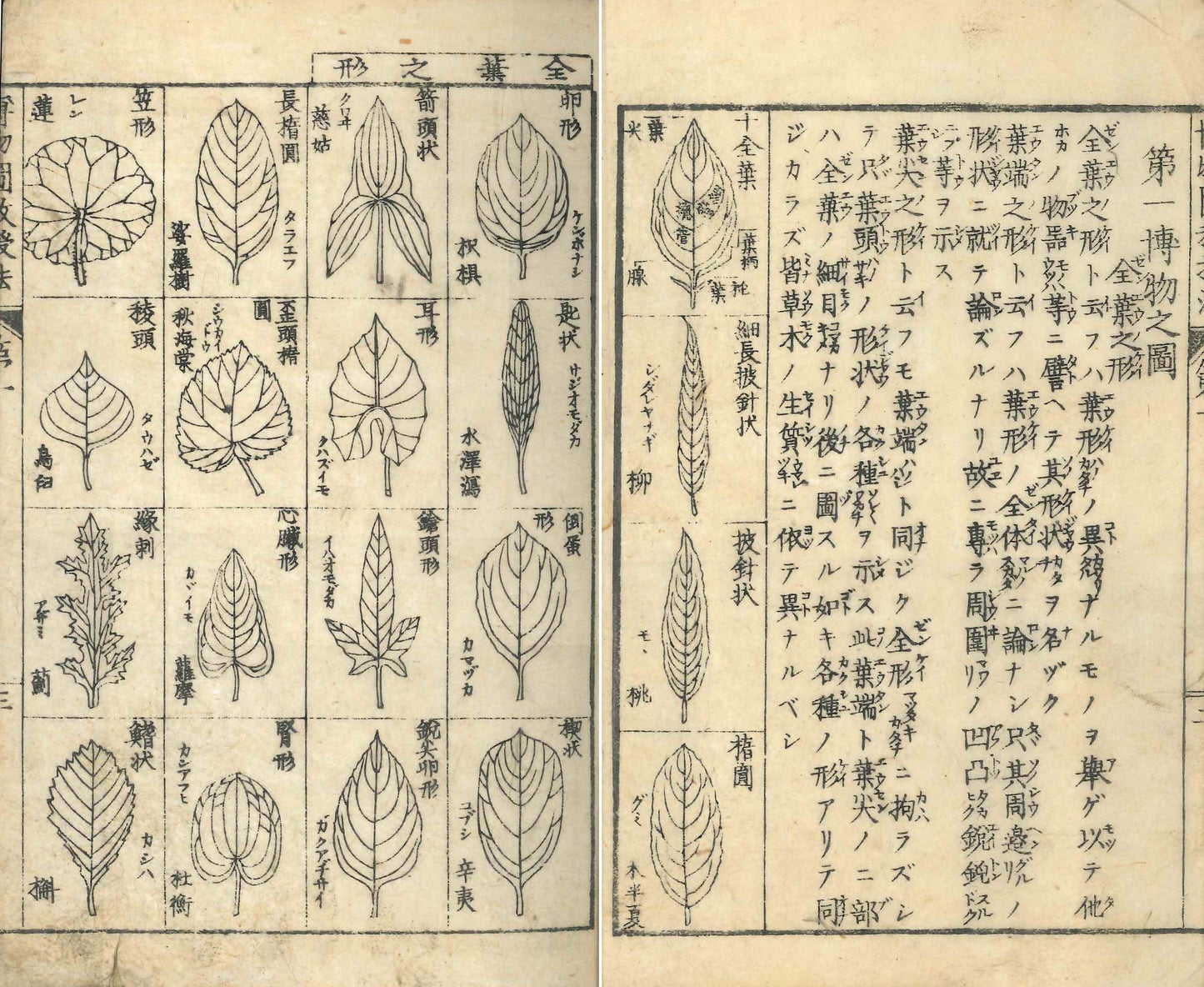 Illustrated Method for Teaching Natural History 1883 Illustrated