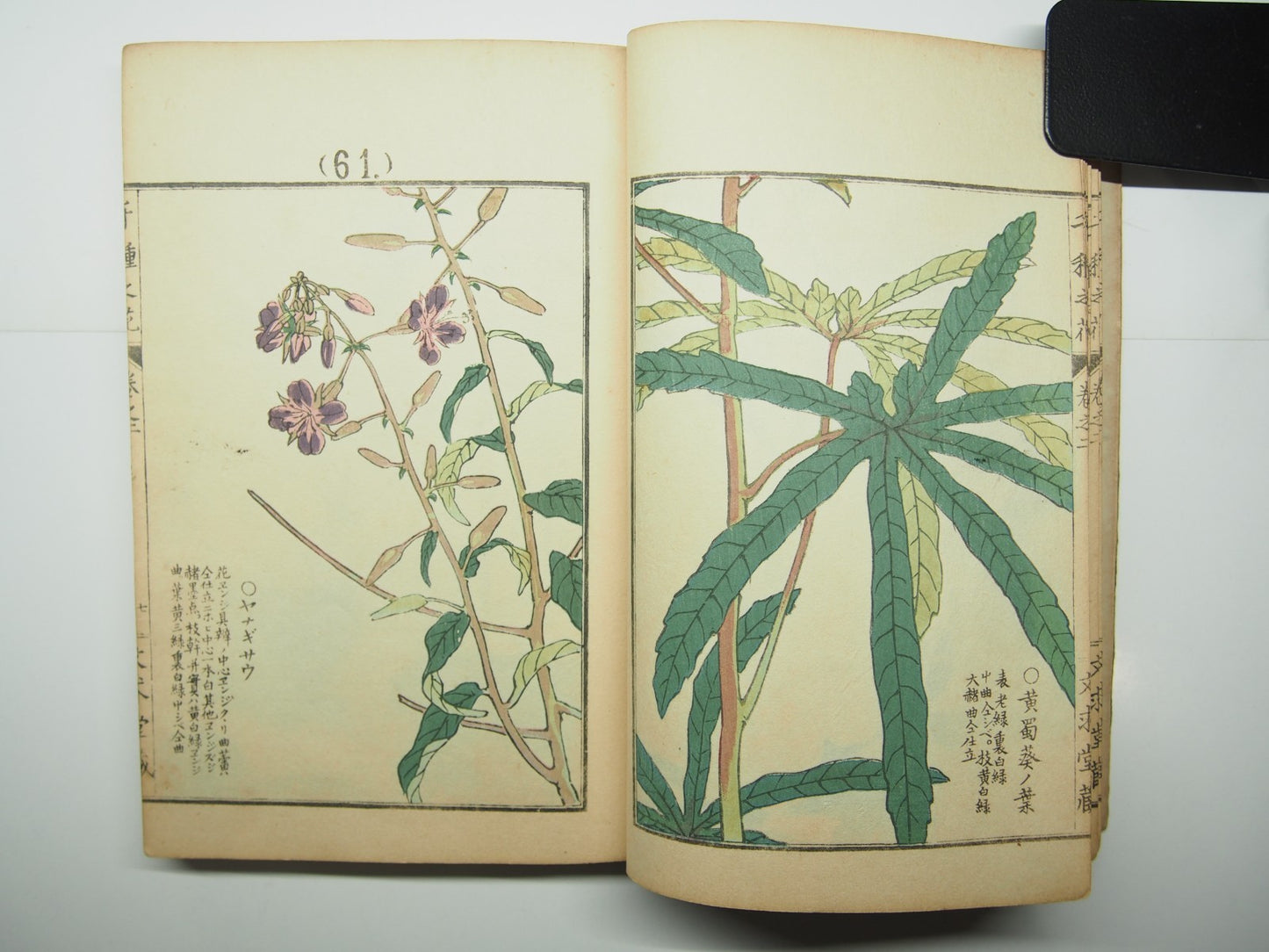 Bairei Woodblock Print Book: "Thousand Flowers" #2, First edition, Unsodo 1891