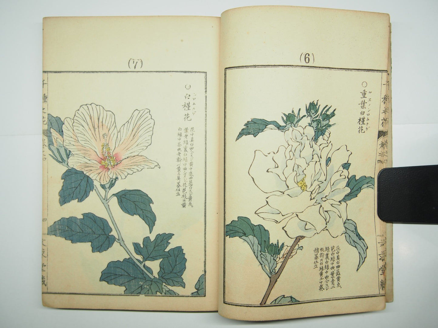 Bairei Woodblock Print Book: "Thousand Flowers" #4, First edition, Unsodo 1891
