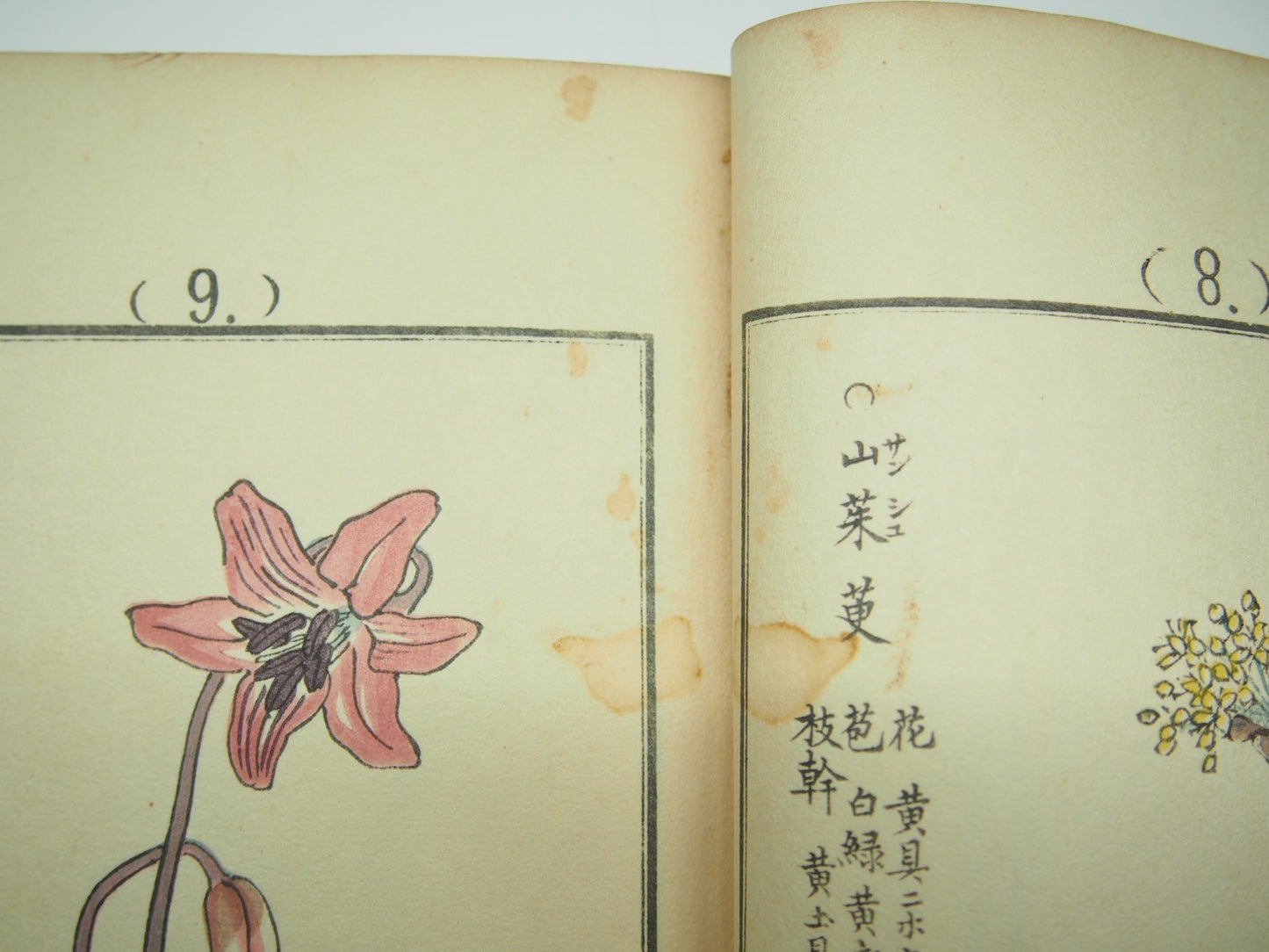 Bairei Woodblock Print Book: "Thousand Flowers" #1, First edition, Unsodo 1891