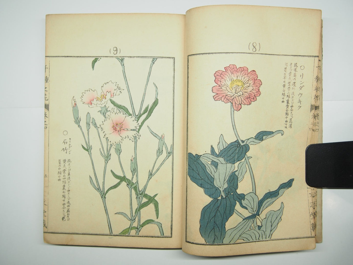 Bairei Woodblock Print Book: "Thousand Flowers" #4, First edition, Unsodo 1891