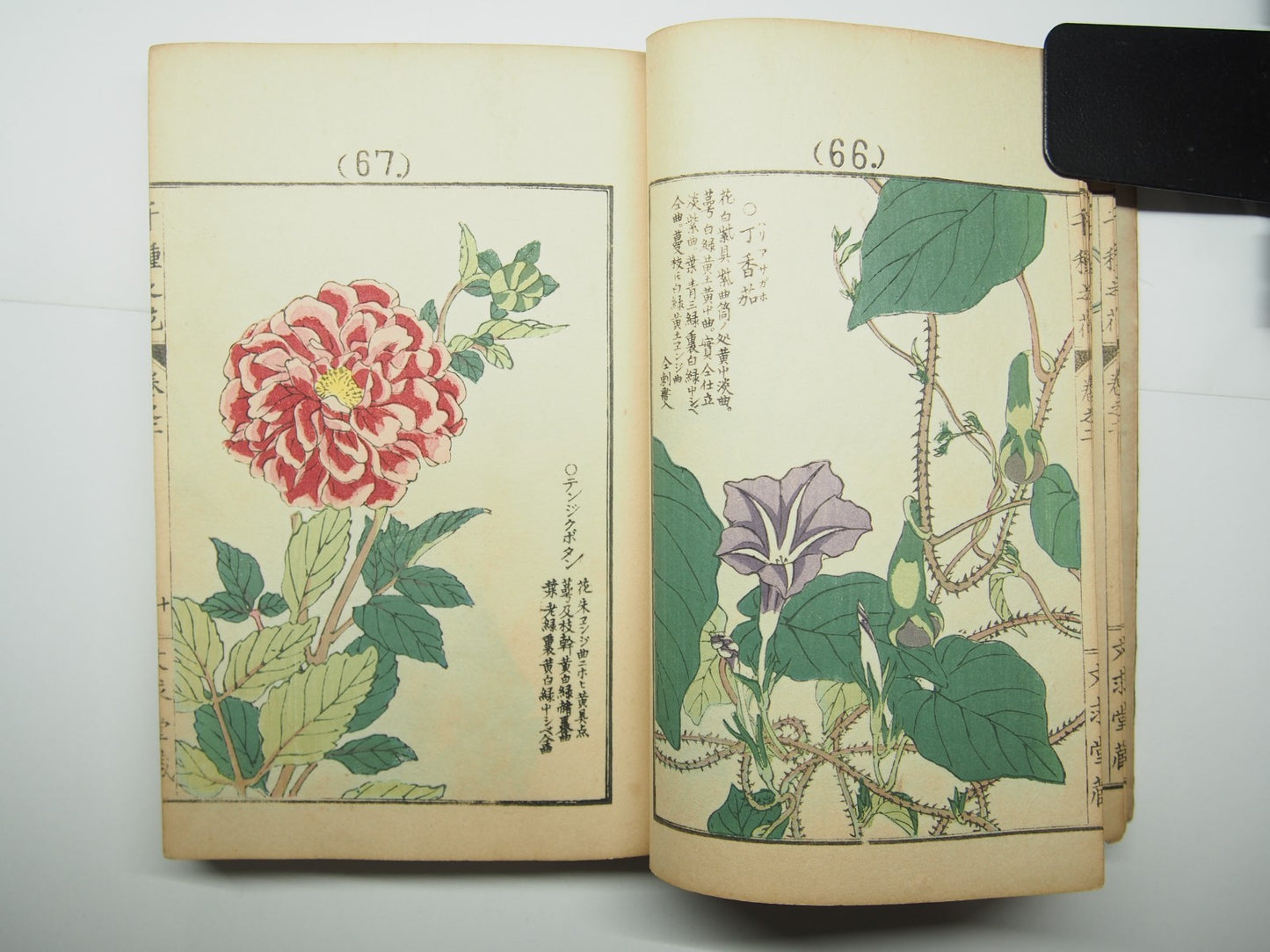 Bairei Woodblock Print Book: "Thousand Flowers" #2, First edition, Unsodo 1891