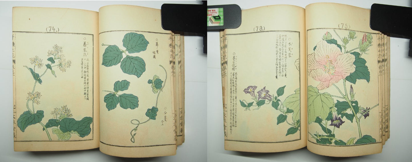 Bairei Woodblock Print Book: "Thousand Flowers" #2, First edition, Unsodo 1891