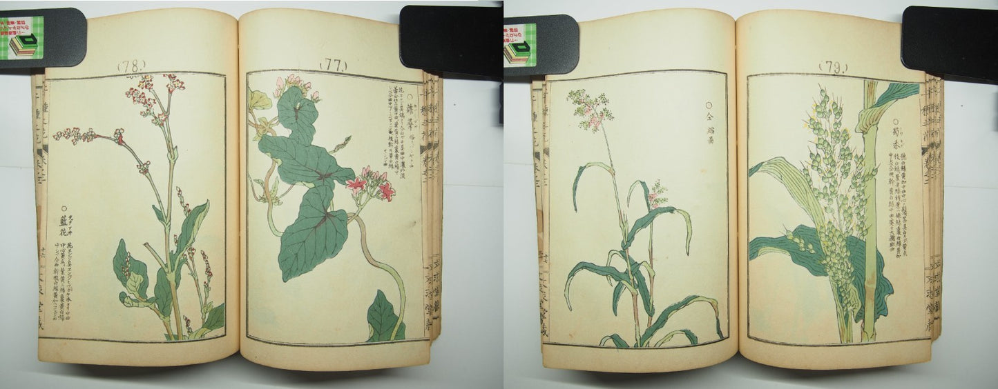 Bairei Woodblock Print Book: "Thousand Flowers" #2, First edition, Unsodo 1891