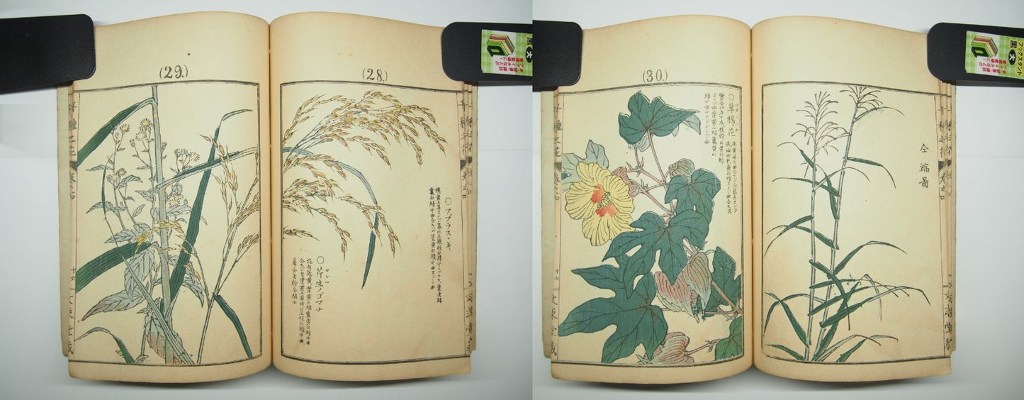 Bairei Woodblock Print Book: "Thousand Flowers" #4, First edition, Unsodo 1891