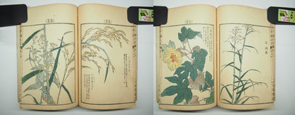 Bairei Woodblock Print Book: "Thousand Flowers" #4, First edition, Unsodo 1891