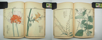 Bairei Woodblock Print Book: "Thousand Flowers" #4, First edition, Unsodo 1891
