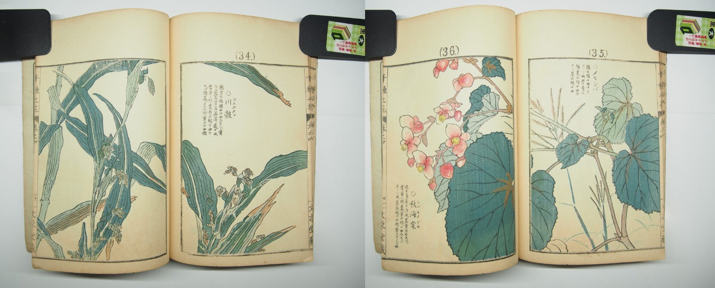 Bairei Woodblock Print Book: "Thousand Flowers" #4, First edition, Unsodo 1891