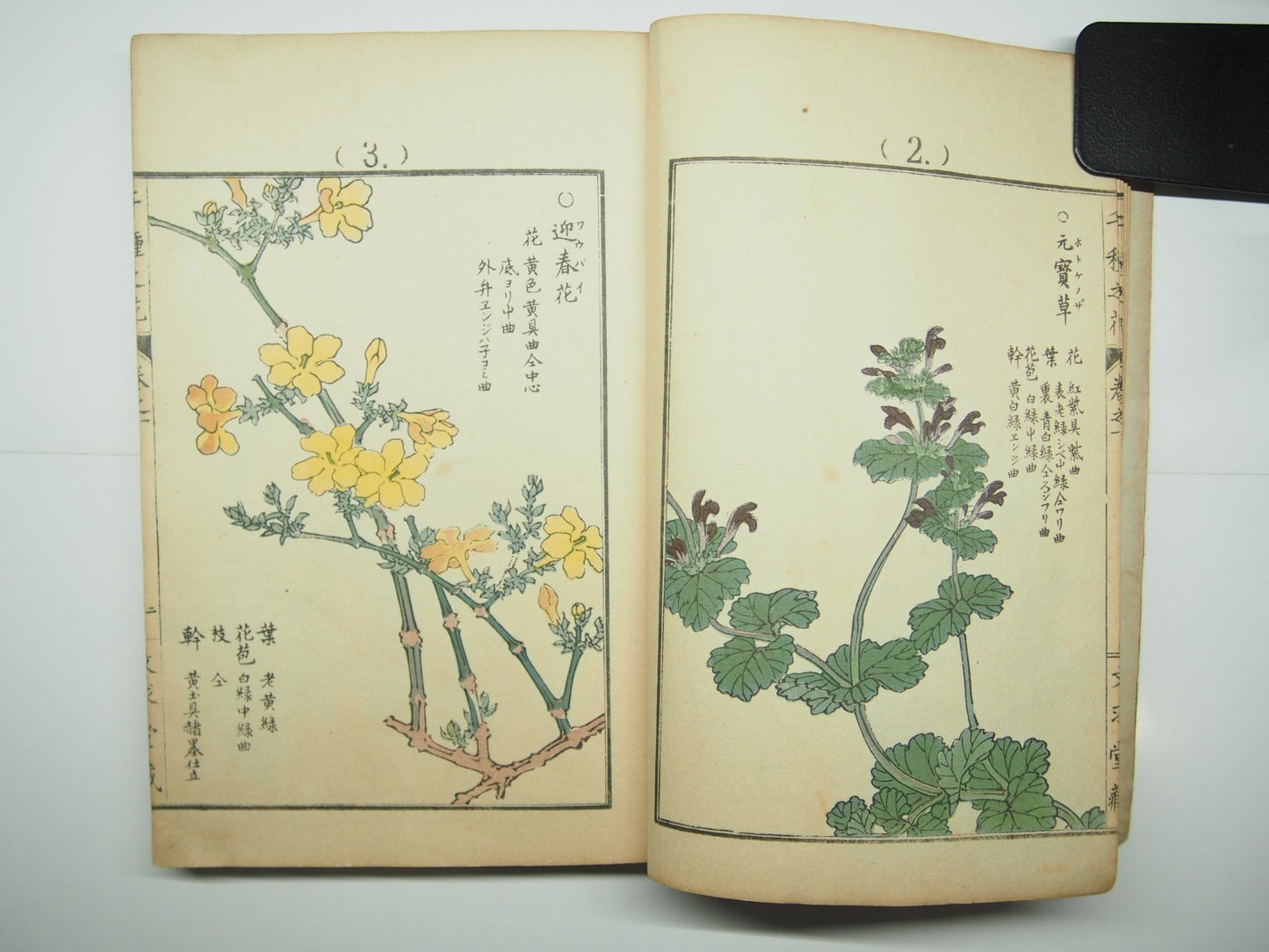 Bairei Woodblock Print Book: "Thousand Flowers" #1, First edition, Unsodo 1891
