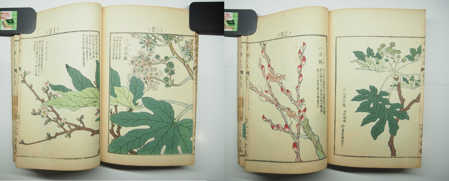 Bairei Woodblock Print Book: "Thousand Flowers" #2, First edition, Unsodo 1891