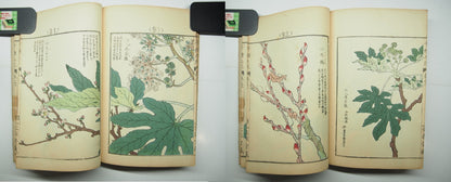 Bairei Woodblock Print Book: "Thousand Flowers" #2, First edition, Unsodo 1891