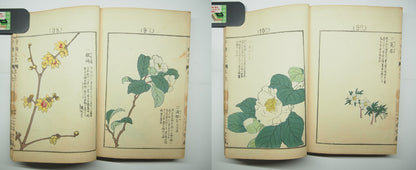 Bairei Woodblock Print Book: "Thousand Flowers" #2, First edition, Unsodo 1891