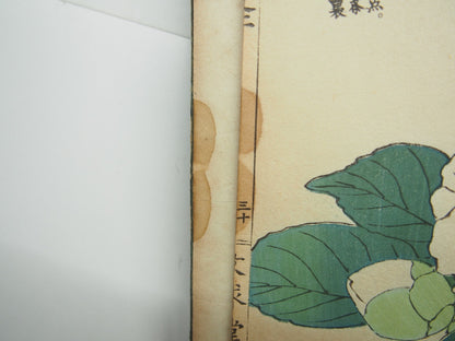 Bairei Woodblock Print Book: "Thousand Flowers" #2, First edition, Unsodo 1891