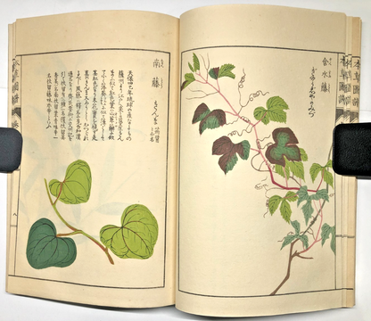 Image #12