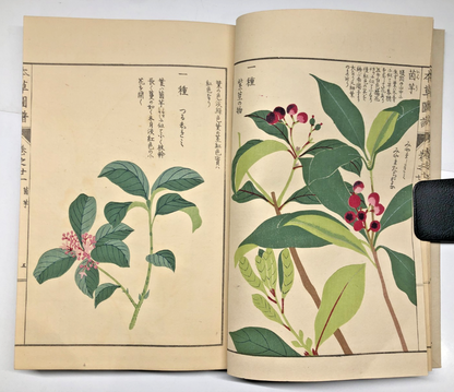 Image #12