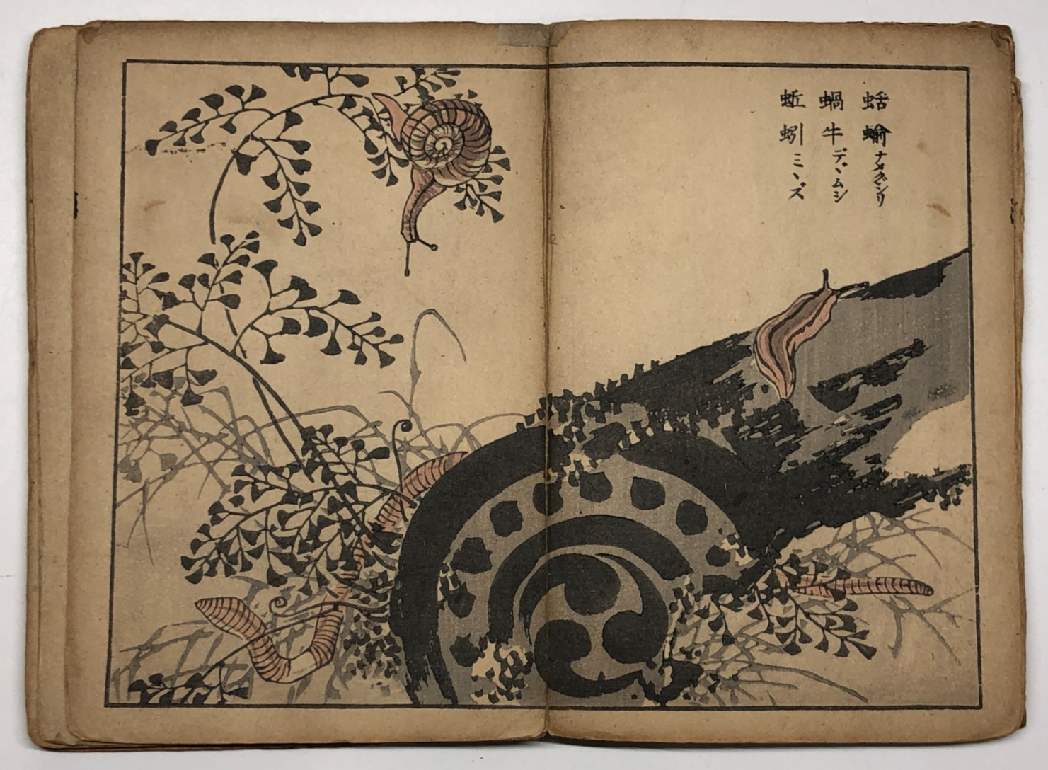 Image #12
