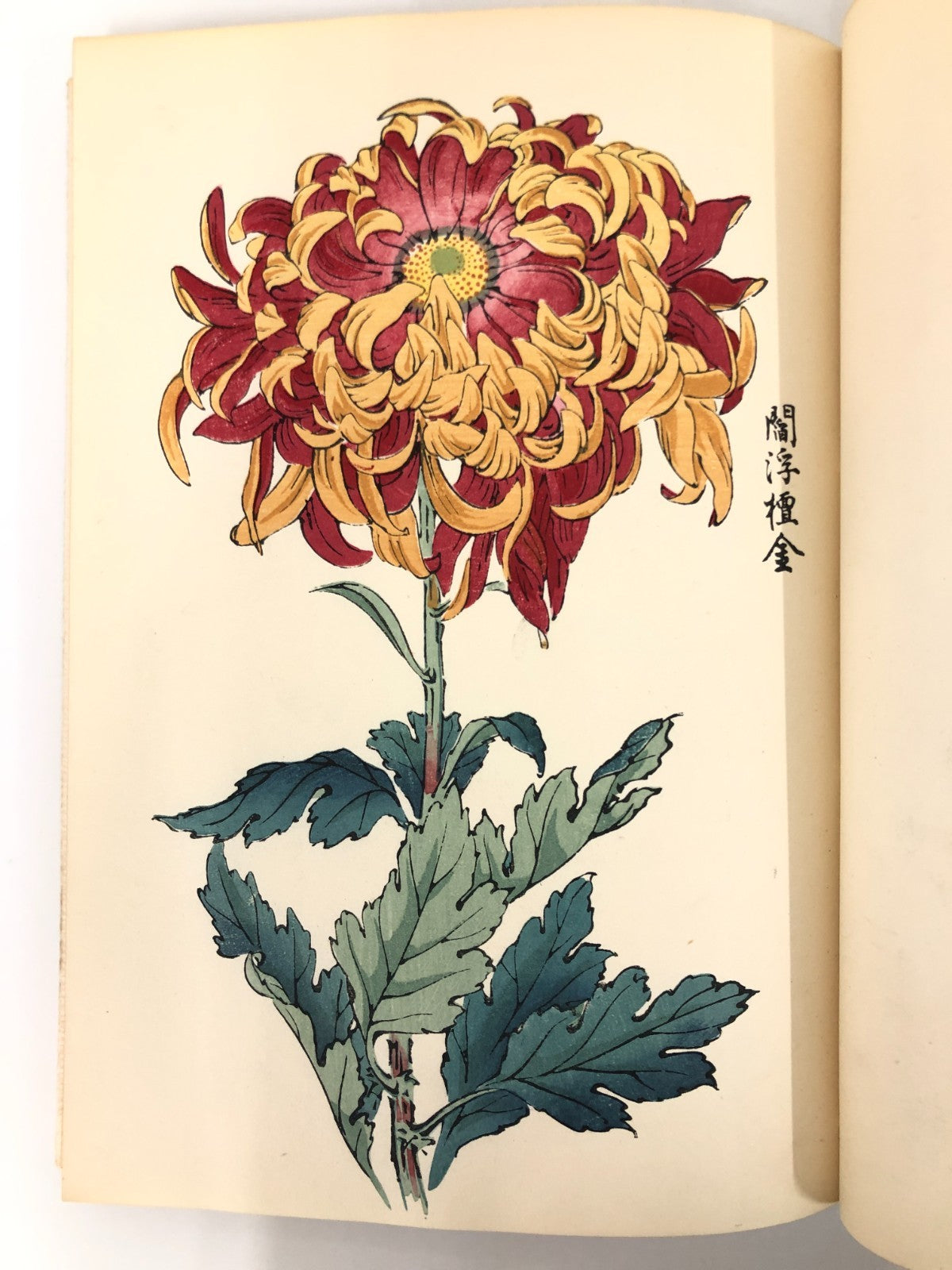 Image #8