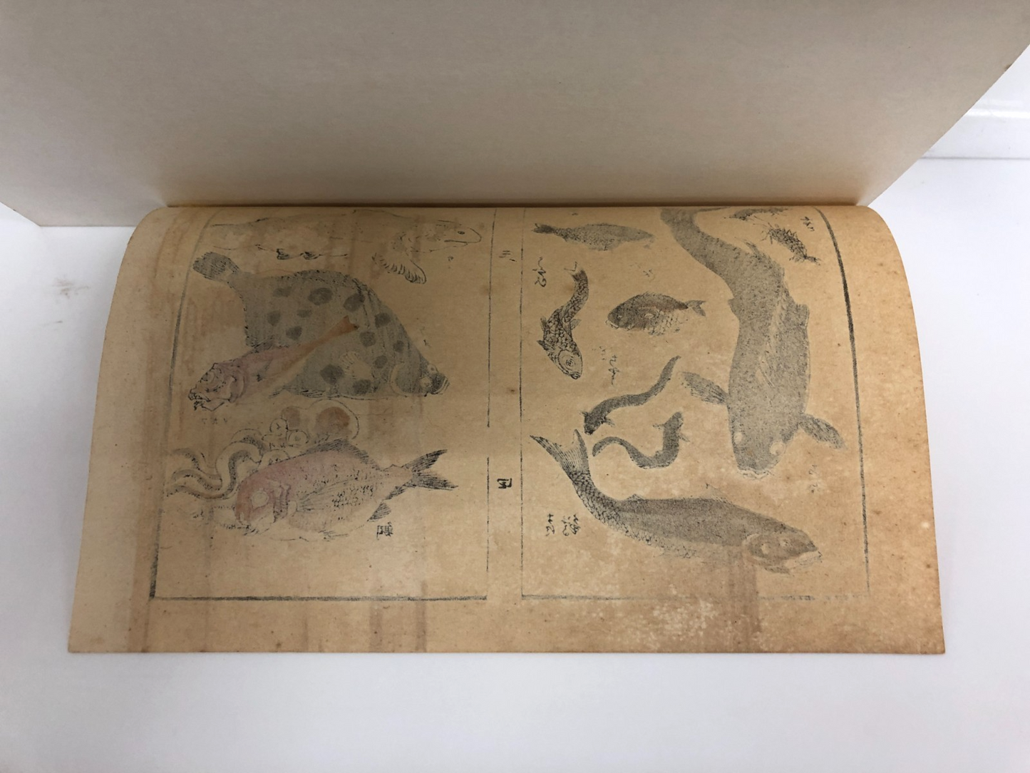 Image #14
