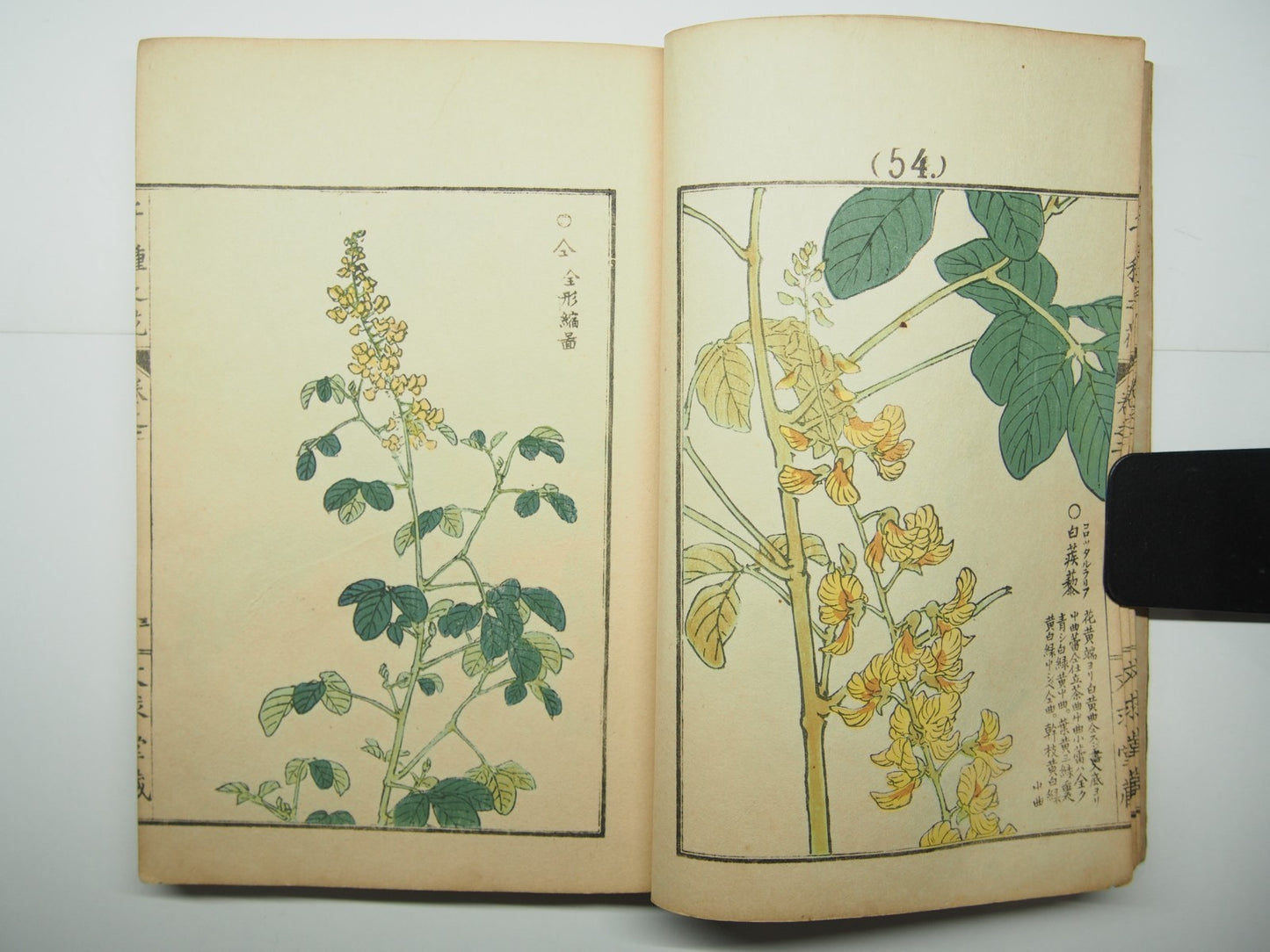 Bairei Woodblock Print Book: "Thousand Flowers" #2, First edition, Unsodo 1891