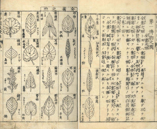 Illustrated Method for Teaching Natural History 1883 Illustrated