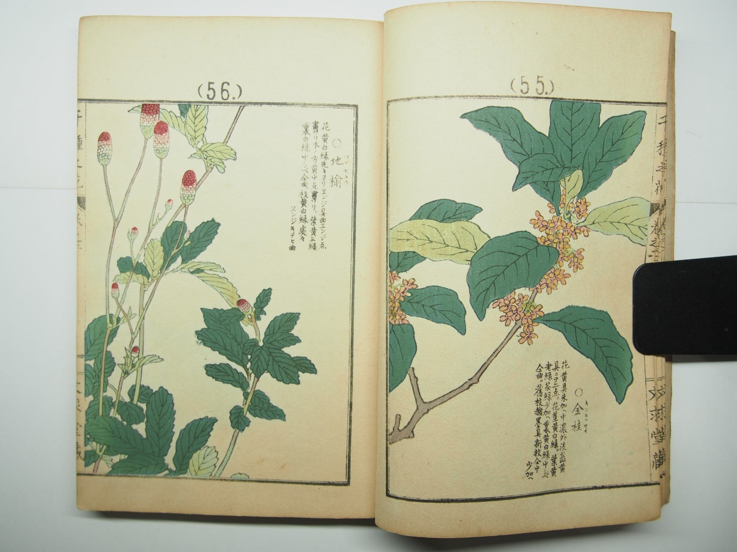 Bairei Woodblock Print Book: "Thousand Flowers" #2, First edition, Unsodo 1891