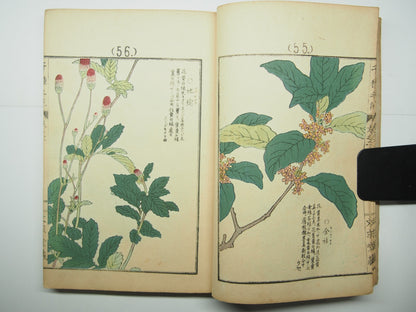 Bairei Woodblock Print Book: "Thousand Flowers" #2, First edition, Unsodo 1891