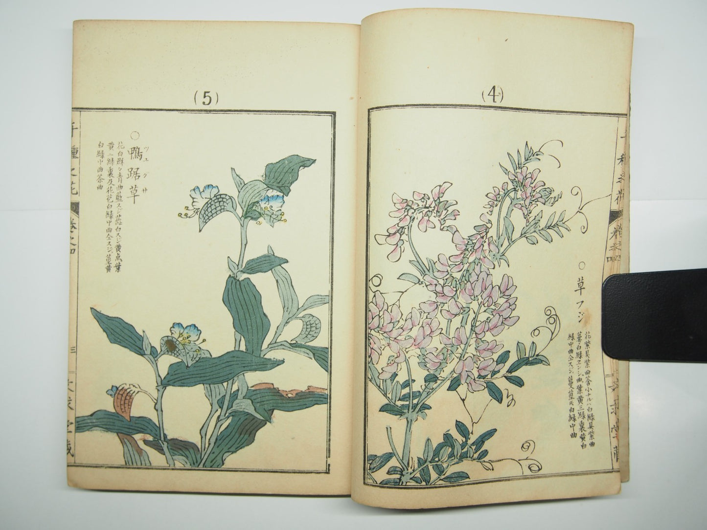 Bairei Woodblock Print Book: "Thousand Flowers" #4, First edition, Unsodo 1891
