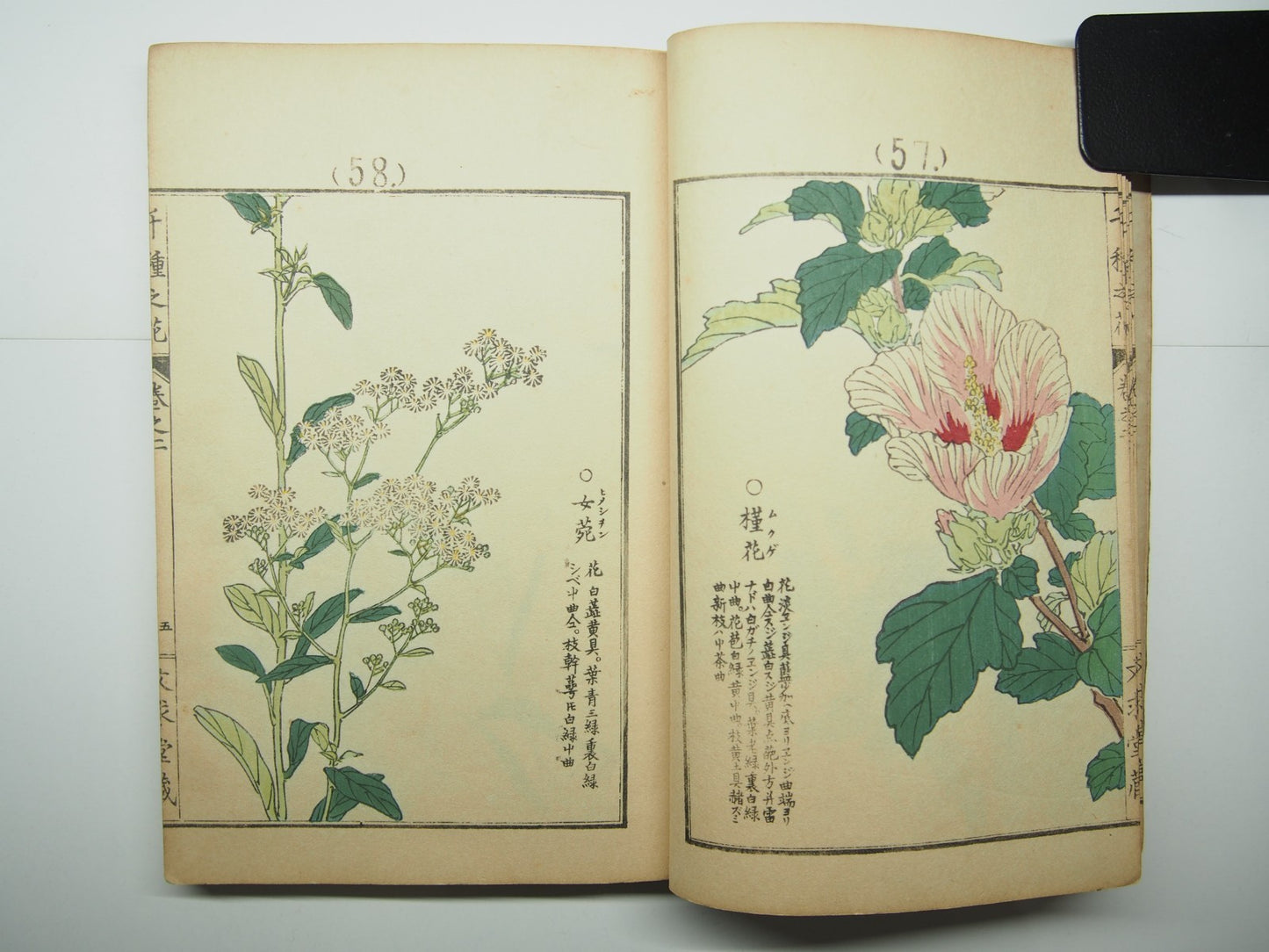 Bairei Woodblock Print Book: "Thousand Flowers" #2, First edition, Unsodo 1891