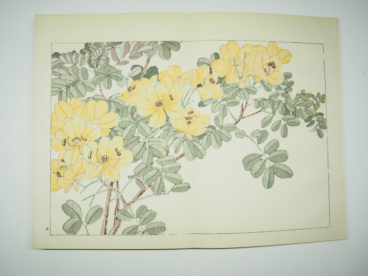 谷上広南 『西洋 草花図譜』 芸艸堂 昭和53年