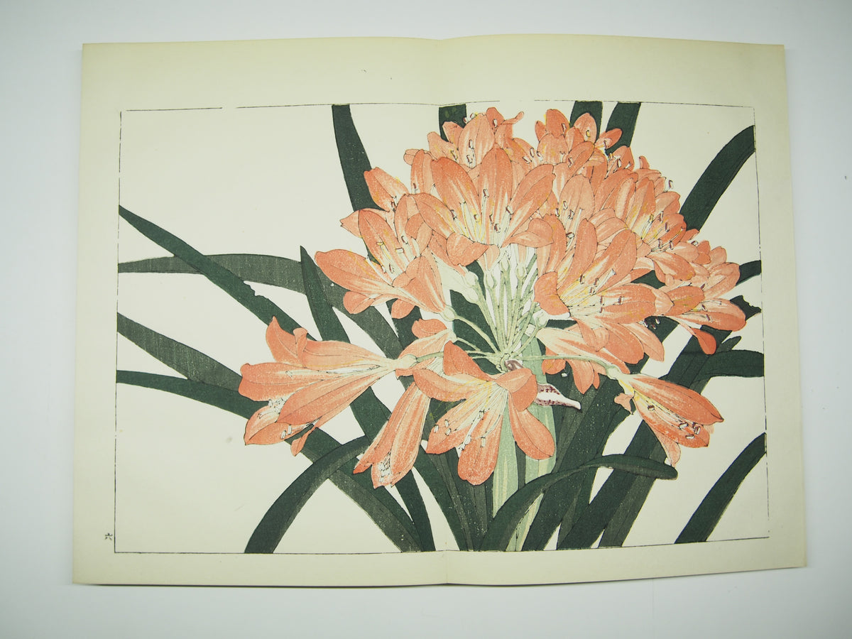 谷上広南 『西洋 草花図譜』 芸艸堂 昭和53年
