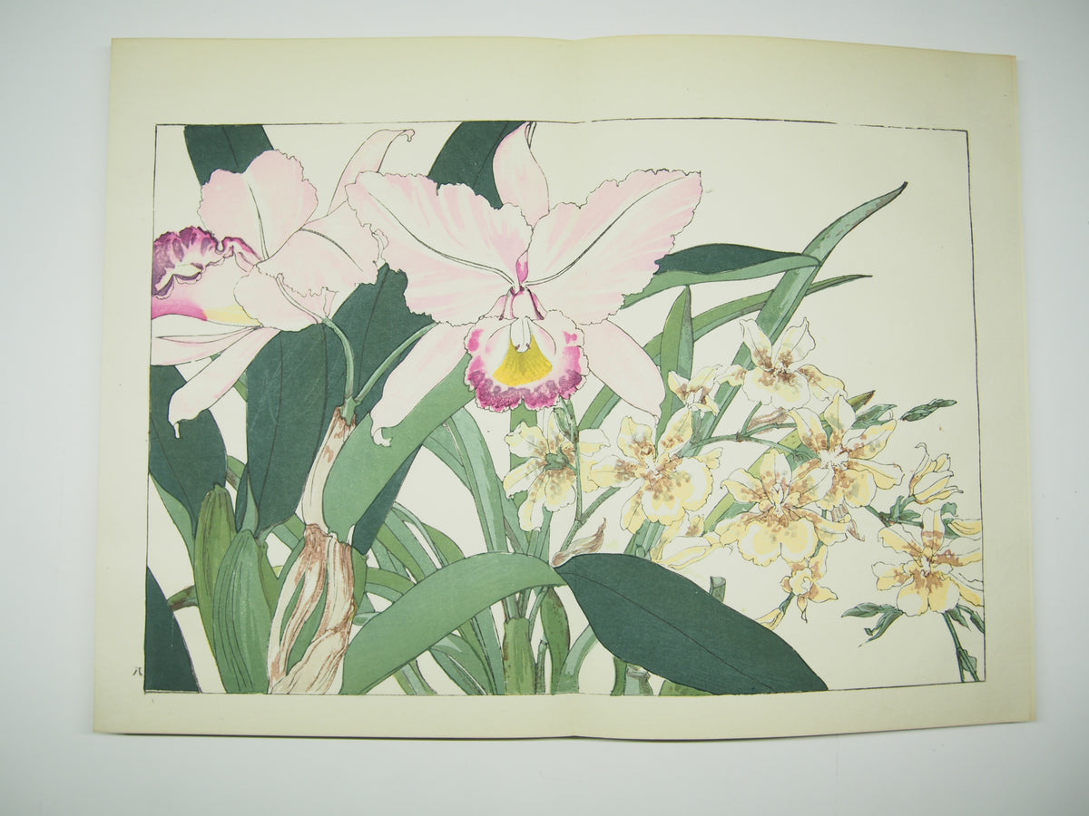 谷上広南 『西洋 草花図譜』 芸艸堂 昭和53年