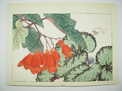 谷上広南 『西洋 草花図譜』 芸艸堂 昭和53年