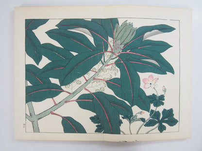 四季の花 全10巻 昭和42年 芸艸堂 Shiki no Hana (Flowers of the Four Seasons) (10 Volumes) 1967 Unsodo