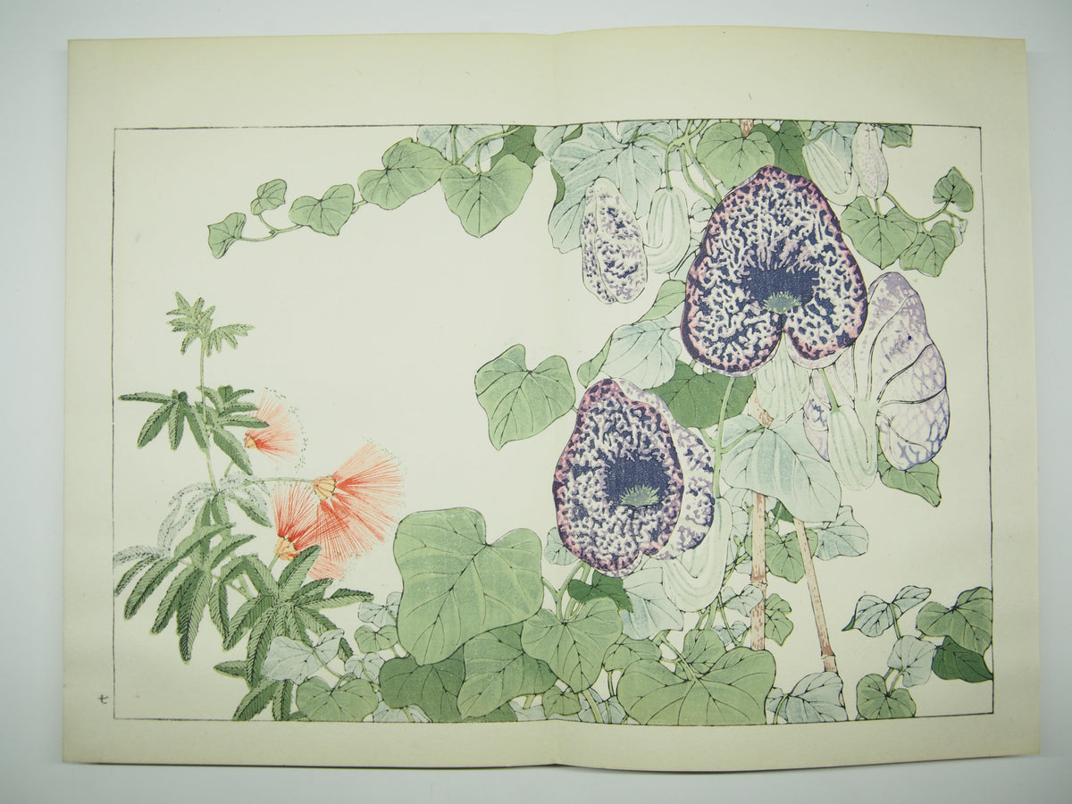 谷上広南 『西洋 草花図譜』 芸艸堂 昭和53年