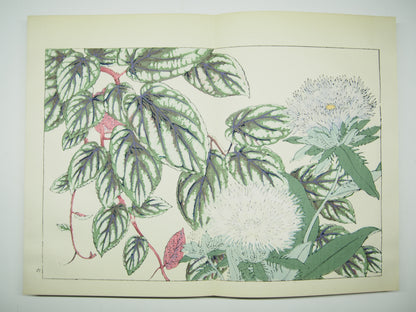 谷上広南 『西洋 草花図譜』 芸艸堂 昭和53年