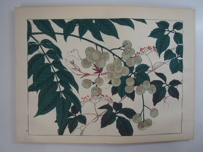 四季の花 全10巻 昭和42年 芸艸堂 Shiki no Hana (Flowers of the Four Seasons) (10 Volumes) 1967 Unsodo