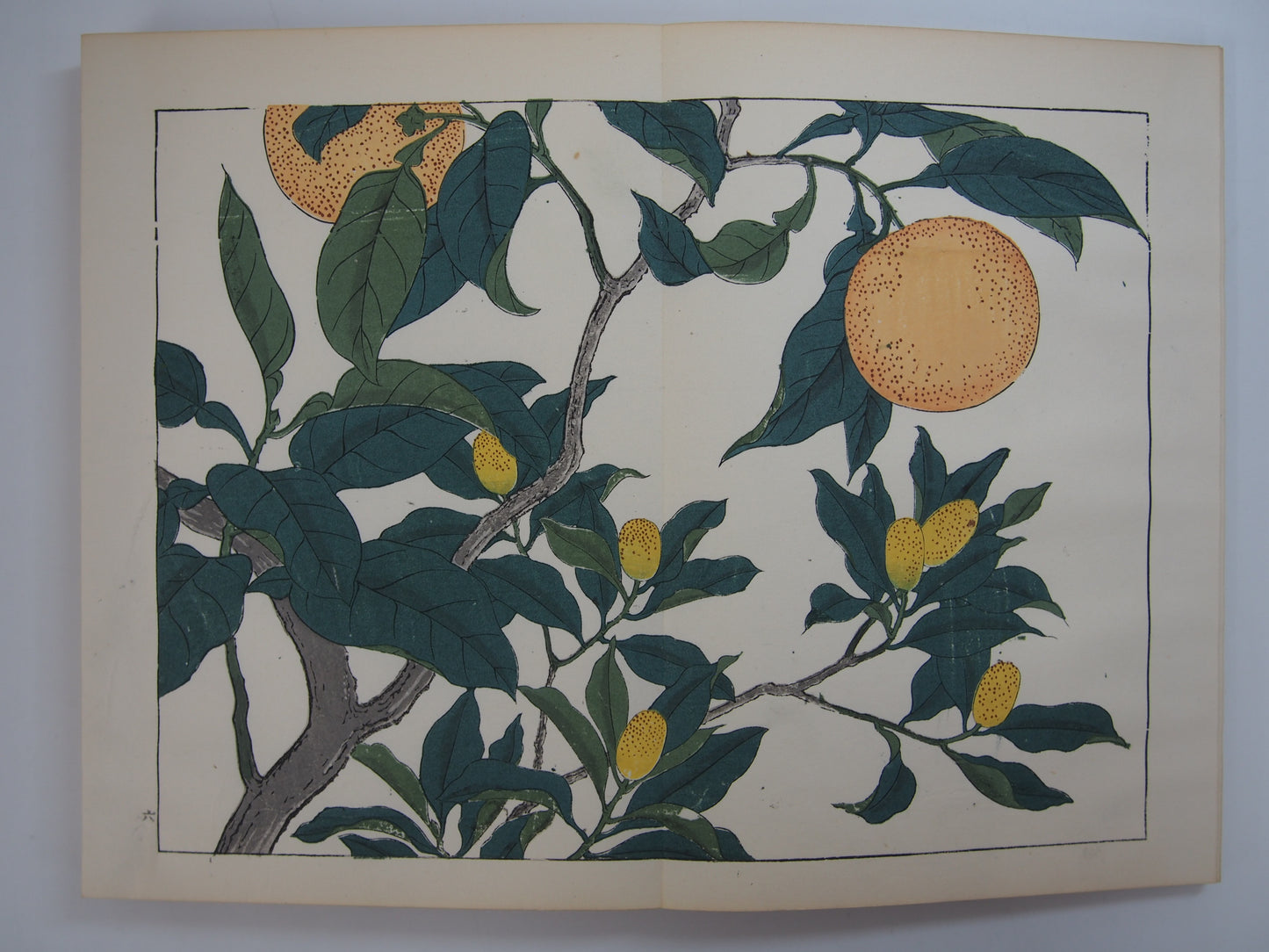 四季の花 全10巻 昭和42年 芸艸堂 Shiki no Hana (Flowers of the Four Seasons) (10 Volumes) 1967 Unsodo