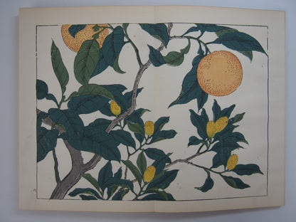 四季の花 全10巻 昭和42年 芸艸堂 Shiki no Hana (Flowers of the Four Seasons) (10 Volumes) 1967 Unsodo