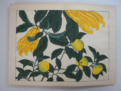 四季の花 全10巻 昭和42年 芸艸堂 Shiki no Hana (Flowers of the Four Seasons) (10 Volumes) 1967 Unsodo